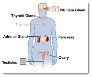 Medical Terminology Quiz: Endocrine System