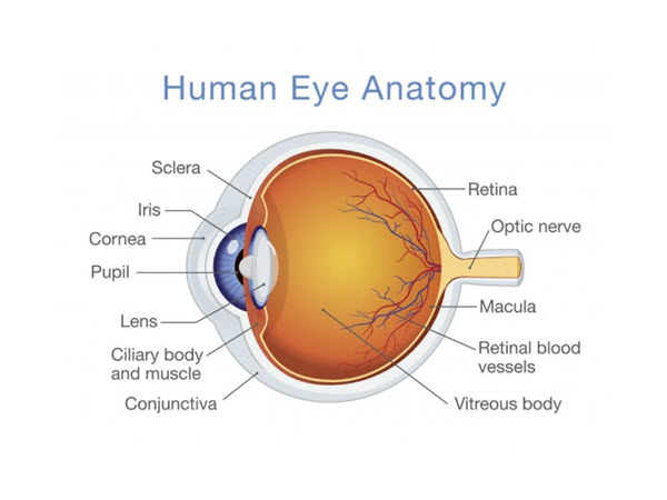 medical-terminology-the-eye-medical-terminology-blog