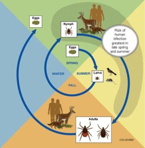 Lyme Disease and the life cycle of the blacklegged tick
