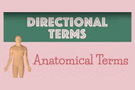 Video - Anatomical Directional Terms
