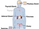 Medical Terminology - Quiz on The Endocrine System