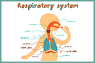 Medical Terminology Crossword - Respiratory System