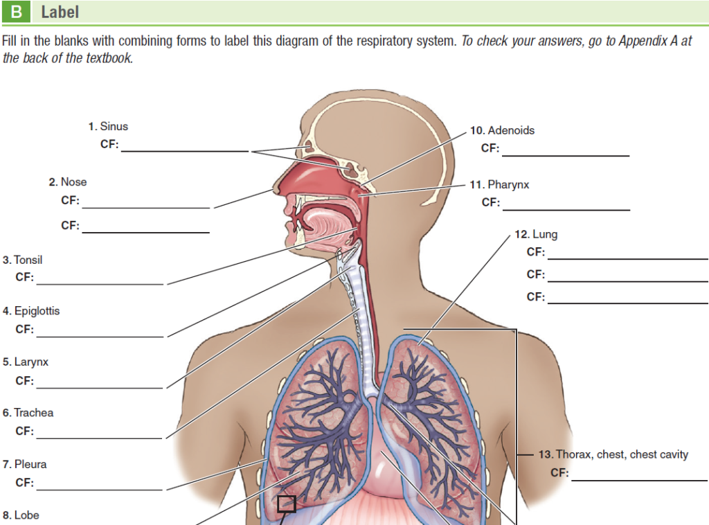Exploring Medical Language Unique Learning System
