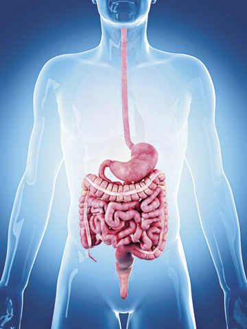 Digestive System Quiz