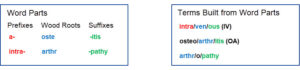 Medical Terminology and Word Parts