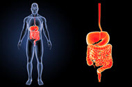 Digestive System - Medical Terminology Quiz