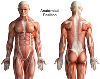 Medical Terminology Crossword